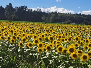 Kiraraの写メ日記｜セレブ 川崎高級店ソープ