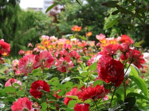 Hiroの写メ日記｜セレブ 川崎高級店ソープ