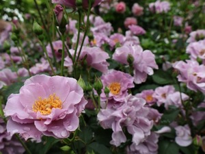 Hiroの写メ日記｜セレブ 川崎高級店ソープ