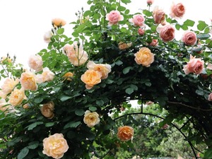 Hiroの写メ日記｜セレブ 川崎高級店ソープ