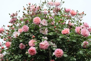 Hiroの写メ日記｜セレブ 川崎高級店ソープ