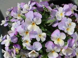 Hiroの写メ日記｜セレブ 川崎高級店ソープ
