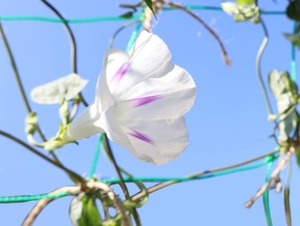 Hiroの写メ日記｜セレブ 川崎高級店ソープ