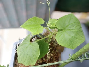 Hiroの写メ日記｜セレブ 川崎高級店ソープ