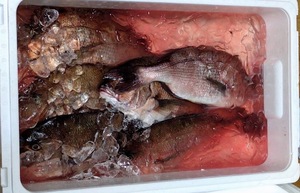 Rikaの写メ日記｜セレブ 川崎高級店ソープ