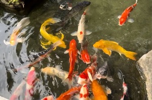 Sanaeの写メ日記｜セレブ 川崎高級店ソープ