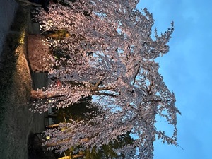 Emiriの写メ日記｜セレブ 川崎高級店ソープ