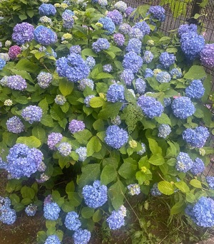 Mireaの写メ日記｜セレブ 川崎高級店ソープ