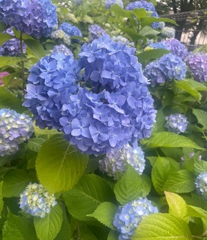 Mireaの写メ日記｜セレブ 川崎高級店ソープ