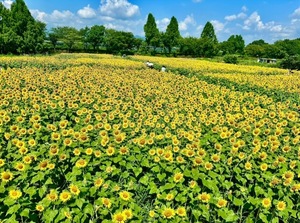 Saraの写メ日記｜セレブ 川崎高級店ソープ