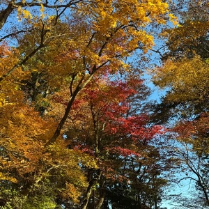 Ibukiの写メ日記｜セレブ 川崎高級店ソープ