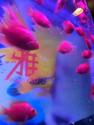 りおの写メ日記｜クラブハウスシェル 川崎堀之内高級店ソープ