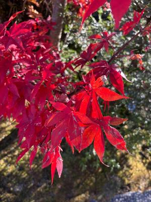 小早川の写メ日記｜ジャパンクラブ 横浜高級店ソープ