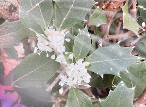 柊花の写メ日記｜ジャパンクラブ 川崎高級店ソープ