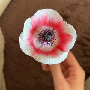柊花の写メ日記｜ジャパンクラブ 横浜高級店ソープ