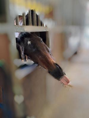 蒼井の写メ日記｜ジャパンクラブ 川崎高級店ソープ