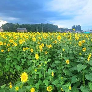 君島　きょうかの写メ日記｜エル・カーヒル 秘密の刻 川崎高級店ソープ