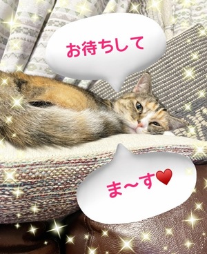 Chiaki Arimaの写メ日記｜エレガント 川崎堀之内高級店ソープ