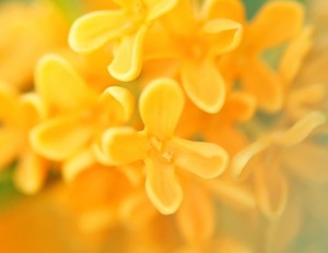 Ichika Amaneの写メ日記｜エレガント 川崎堀之内高級店ソープ