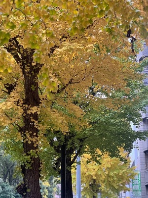 Ichika Amaneの写メ日記｜エレガント 川崎堀之内高級店ソープ