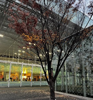 Ichika Amaneの写メ日記｜エレガント 川崎高級店ソープ