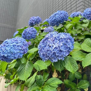 Kaho Hiiragiの写メ日記｜エレガント 川崎高級店ソープ