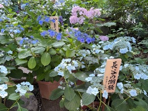 Yu Shiraneの写メ日記｜エレガント 川崎高級店ソープ