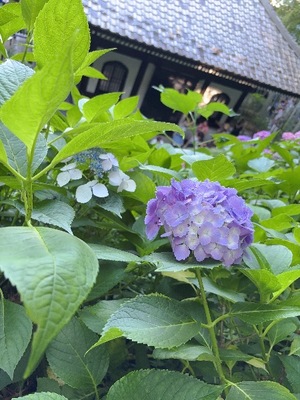 Yu Shiraneの写メ日記｜エレガント 川崎高級店ソープ