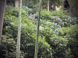 Yu Shiraneの写メ日記｜エレガント 川崎高級店ソープ