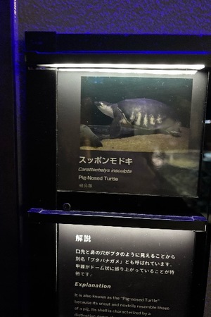 Yu Shiraneの写メ日記｜エレガント 川崎高級店ソープ