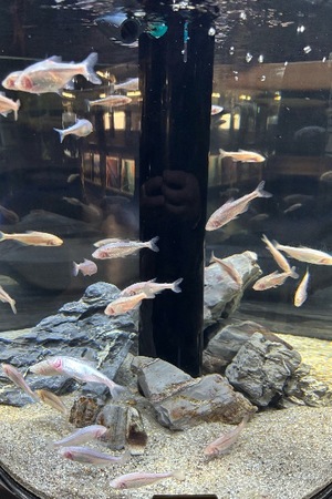 Yu Shiraneの写メ日記｜エレガント 川崎高級店ソープ