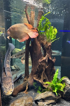 Yu Shiraneの写メ日記｜エレガント 川崎高級店ソープ