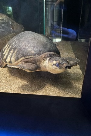 Yu Shiraneの写メ日記｜エレガント 川崎高級店ソープ