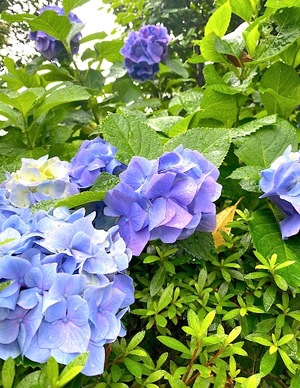 Mami Nonakaの写メ日記｜エレガント 川崎高級店ソープ