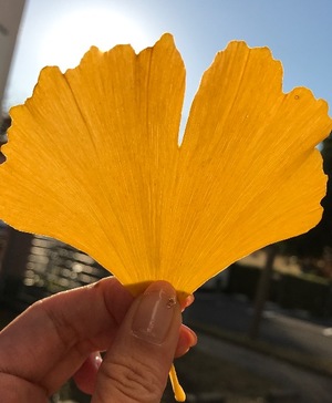 Ayami Imaiの写メ日記｜エレガント 川崎高級店ソープ