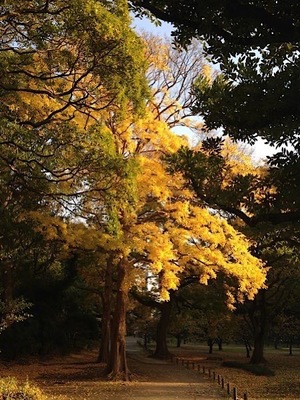 Ayami Imaiの写メ日記｜エレガント 川崎堀之内高級店ソープ