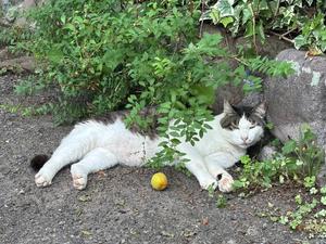 Ayami Imaiの写メ日記｜エレガント 川崎堀之内高級店ソープ