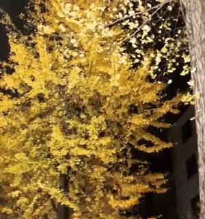 Ayami Imaiの写メ日記｜エレガント 川崎高級店ソープ