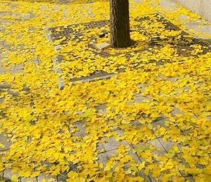 Ayami Imaiの写メ日記｜エレガント 川崎高級店ソープ