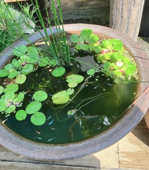 Asahi Shikishimaの写メ日記｜エレガント 川崎高級店ソープ