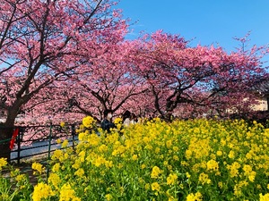 Shizuku Tsukinoの写メ日記｜エレガント 川崎高級店ソープ