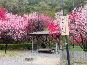 Shizuku Tsukinoの写メ日記｜エレガント 川崎高級店ソープ