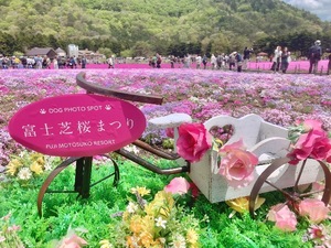 Shizuku Tsukinoの写メ日記｜エレガント 川崎高級店ソープ