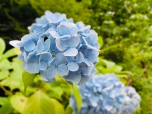 Shizuku Tsukinoの写メ日記｜エレガント 川崎高級店ソープ