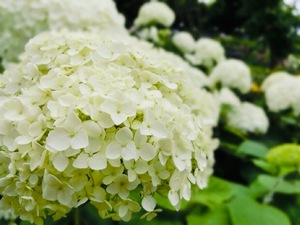 Shizuku Tsukinoの写メ日記｜エレガント 川崎高級店ソープ