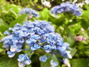 Shizuku Tsukinoの写メ日記｜エレガント 川崎高級店ソープ