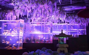 Shizuku Tsukinoの写メ日記｜エレガント 川崎高級店ソープ