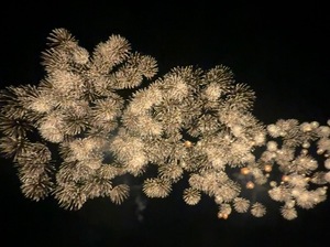 Shizuku Tsukinoの写メ日記｜エレガント 川崎高級店ソープ
