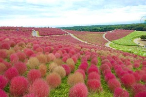 Shizuku Tsukinoの写メ日記｜エレガント 川崎高級店ソープ