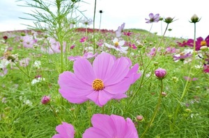 Shizuku Tsukinoの写メ日記｜エレガント 川崎高級店ソープ